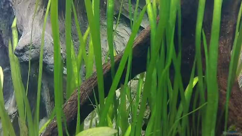 Pflanzen im Aquarium Becken 7120 von Thomas Oetjen (13)