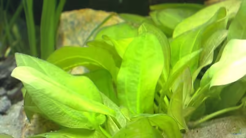 Pflanzen im Aquarium Becken 7120 von Thomas Oetjen (14)