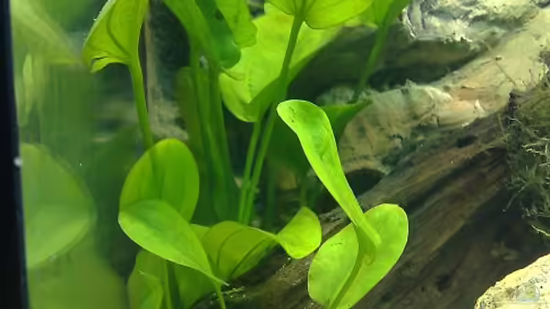 Pflanzen im Aquarium Becken 7120 von Thomas Oetjen (15)