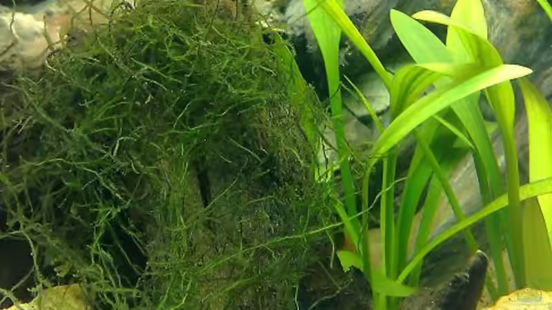 Pflanzen im Aquarium Becken 7120 von Thomas Oetjen (16)