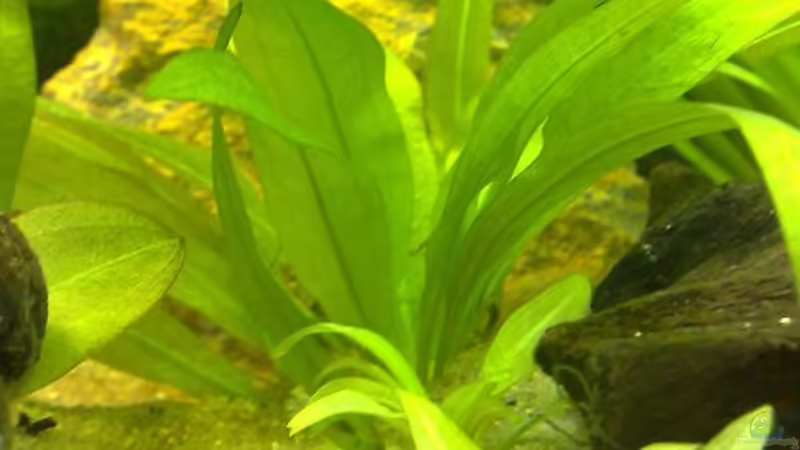 Pflanzen im Aquarium Becken 7120 von Thomas Oetjen (18)