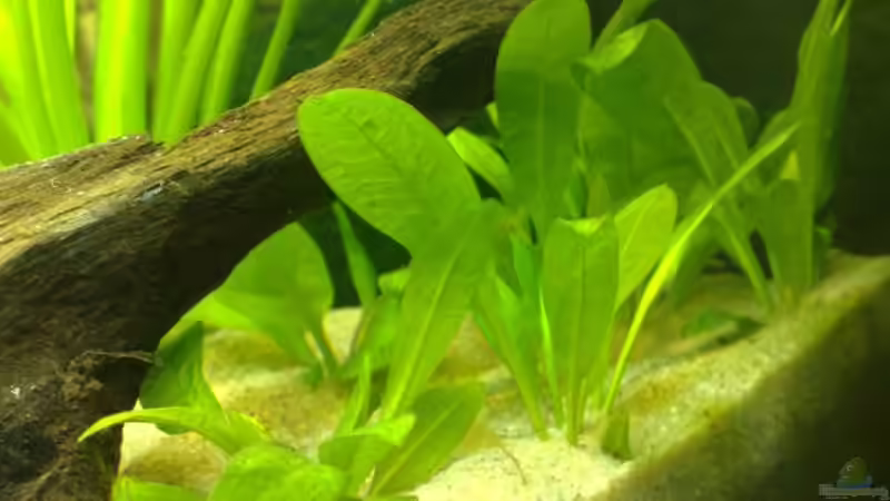 Pflanzen im Aquarium Becken 7120 von Thomas Oetjen (19)