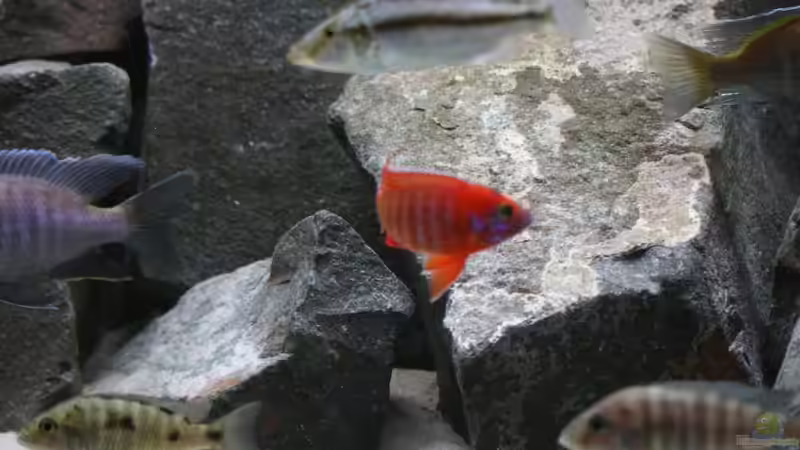 Pflanzen im Aquarium Becken 7121 von Applehorsti (12)