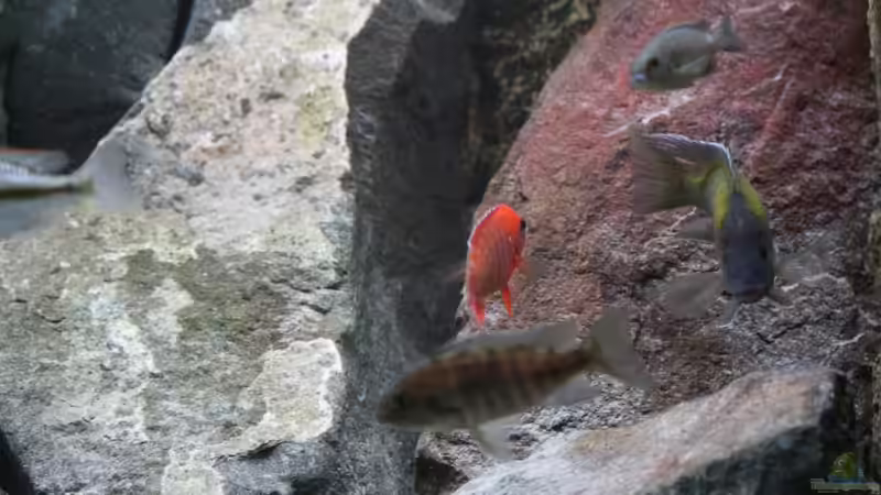 Pflanzen im Aquarium Becken 7121 von Applehorsti (13)