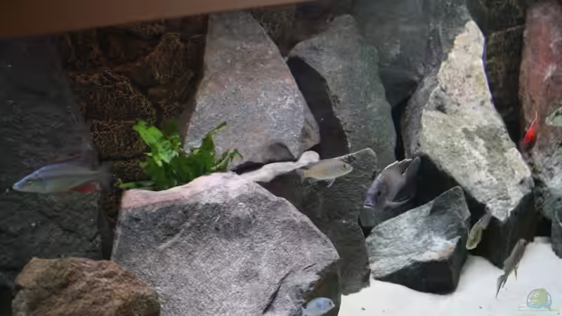 Pflanzen im Aquarium Becken 7121 von Applehorsti (15)