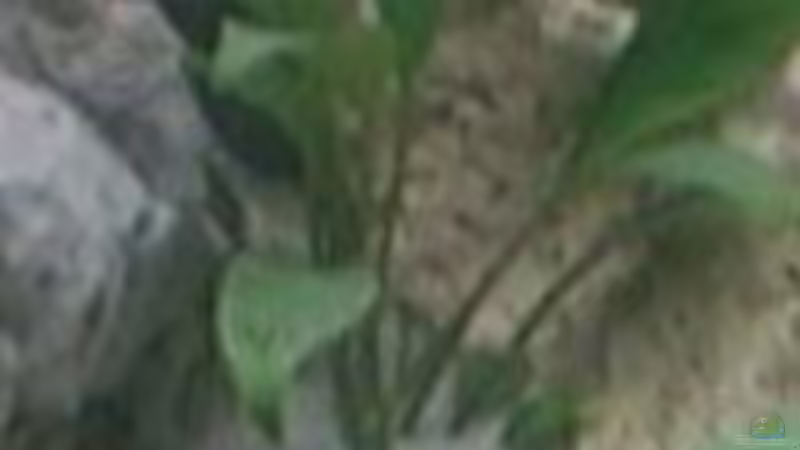 Pflanzen im Aquarium Becken 7135 von lucky-luke.ch (10)