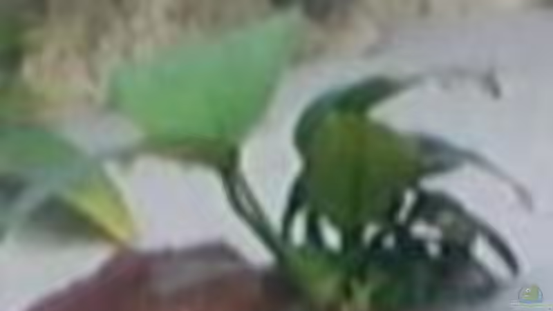 Pflanzen im Aquarium Becken 7135 von lucky-luke.ch (11)