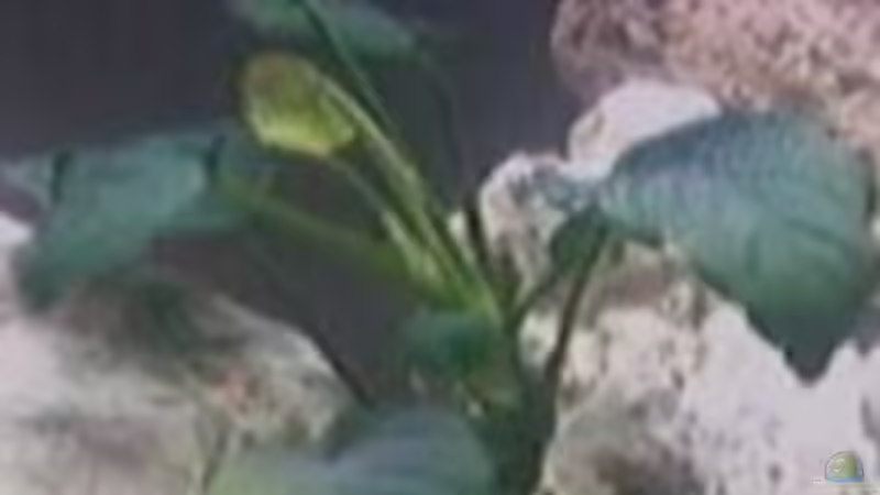 Pflanzen im Aquarium Becken 7135 von lucky-luke.ch (13)