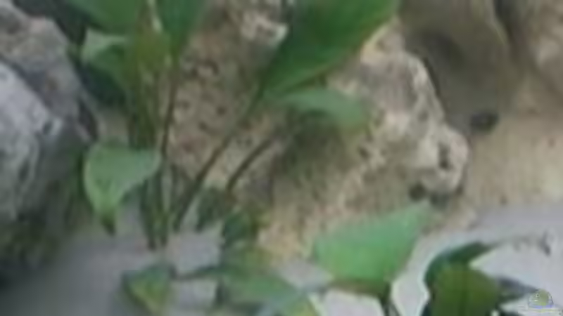 Pflanzen im Aquarium Becken 7135 von lucky-luke.ch (14)