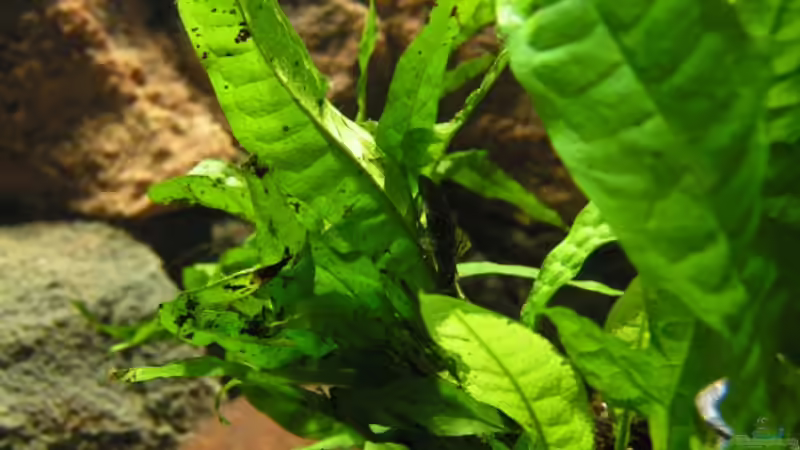 Pflanzen im Aquarium Becken 7165 von Werner Wittwer (7)