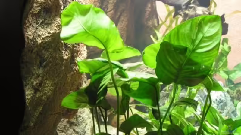 Pflanzen im Aquarium Becken 7165 von Werner Wittwer (8)