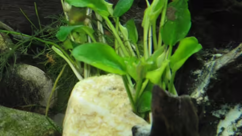 Pflanzen im Aquarium Becken 7200 von Cali20 (7)