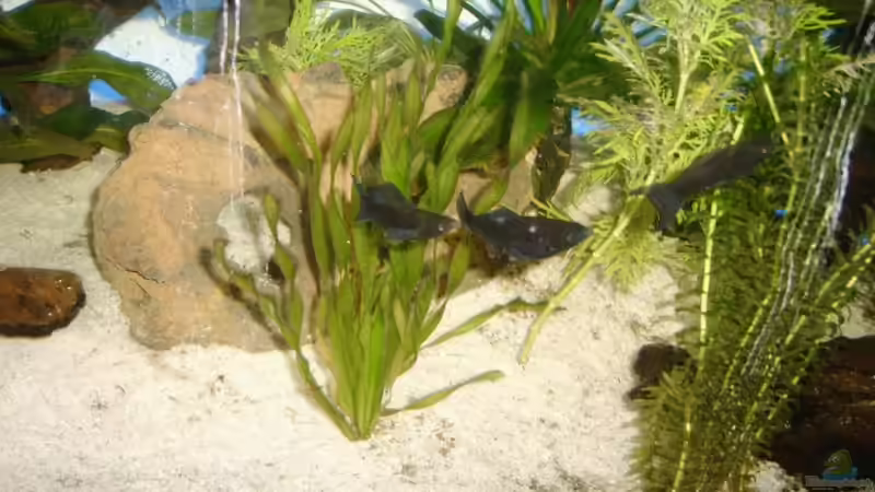 Pflanzen im Aquarium Becken 7278 von hundsling (3)