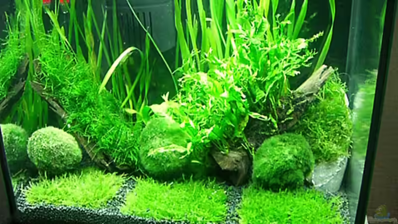 Pflanzen im Aquarium Becken 7307 von Christian Dornieden (6)