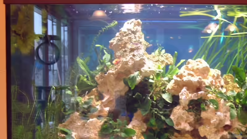 Pflanzen im Aquarium Becken 7317 von FTE (3)