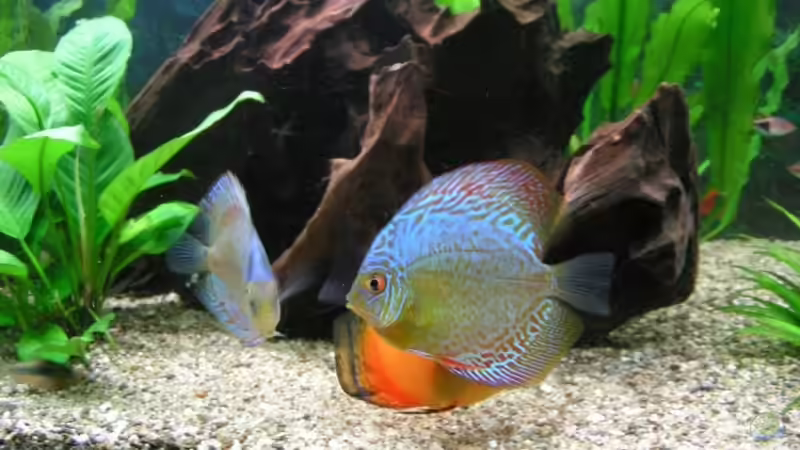 Pflanzen im Aquarium Becken 7323 von Kunibert Schäfer (3)