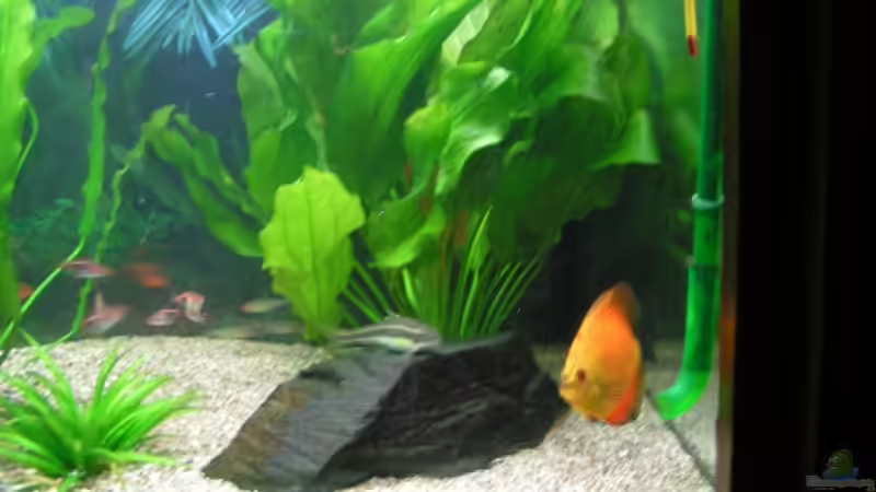 Pflanzen im Aquarium Becken 7323 von Kunibert Schäfer (4)