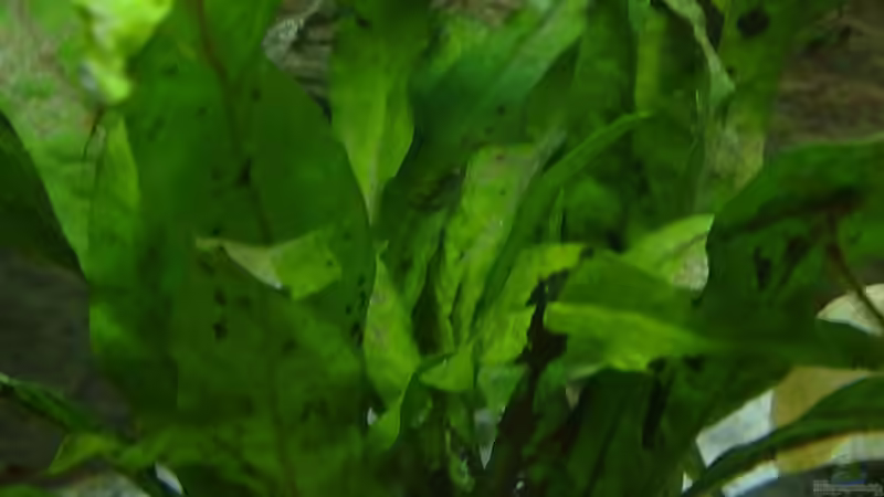 Pflanzen im Aquarium Becken 7327 von Christopher Hofmann (6)