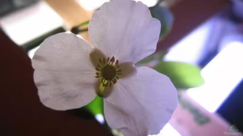 Pflanzen im Aquarium Becken 7332 von Amazonas-live (12)