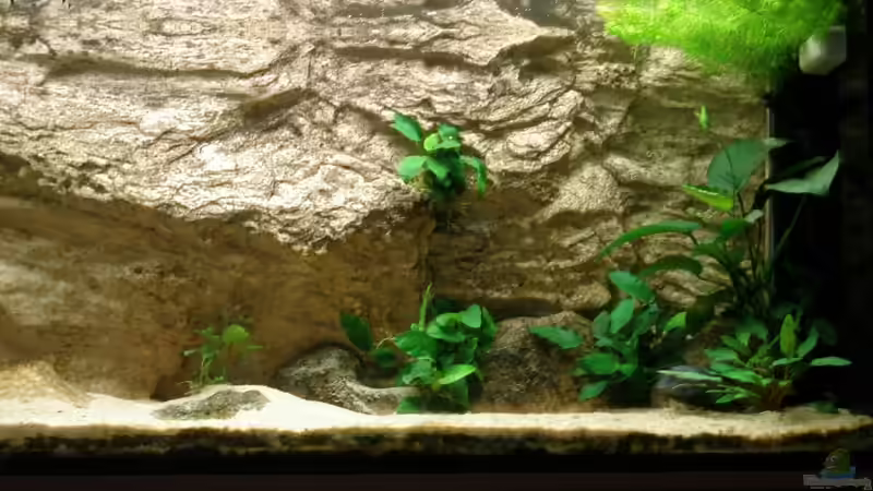 Pflanzen im Aquarium Becken 7333 von Thomas Bichler (3)