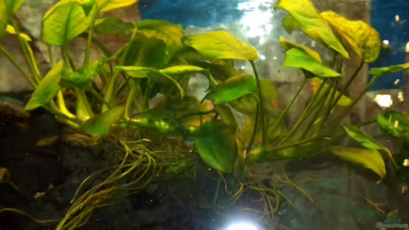 Pflanzen im Aquarium Becken 7368 von Andreas Hesse (9)