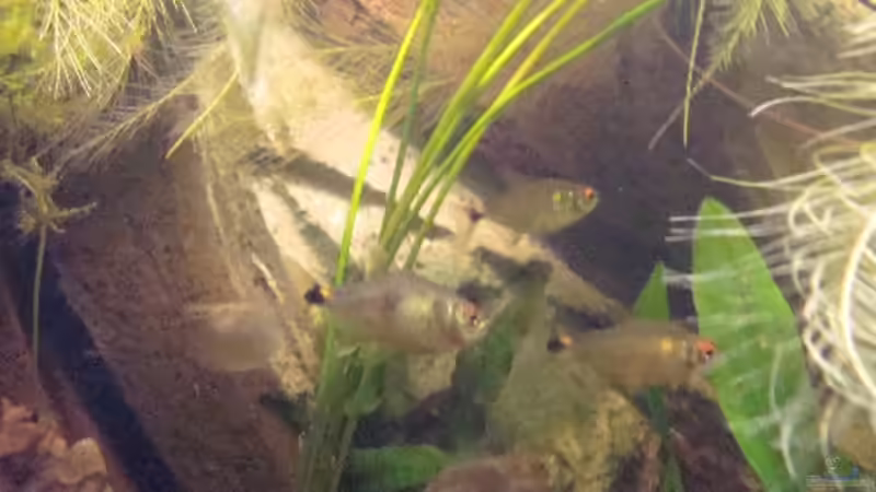 Pflanzen im Aquarium Becken 7377 von AndiX (2)