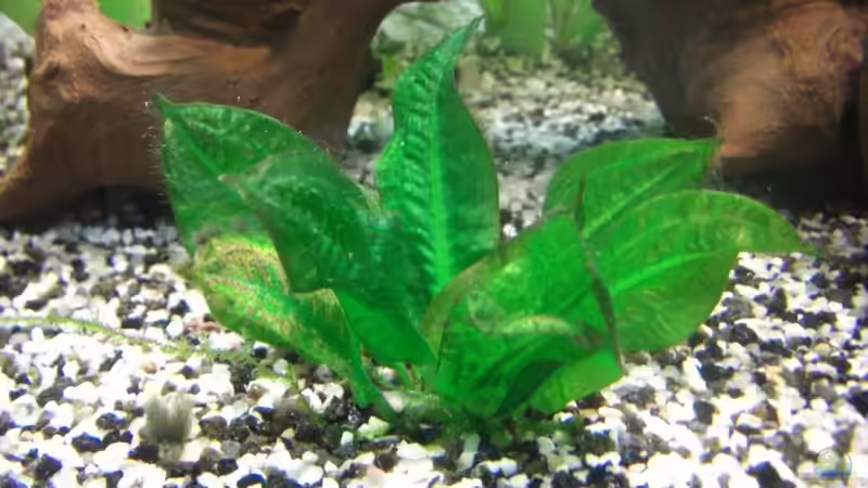 Pflanzen im Aquarium Becken 7427 von Florian Glaser (3)