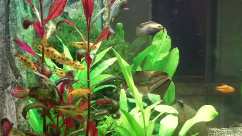 Pflanzen im Aquarium Becken 7427 von Florian Glaser (5)