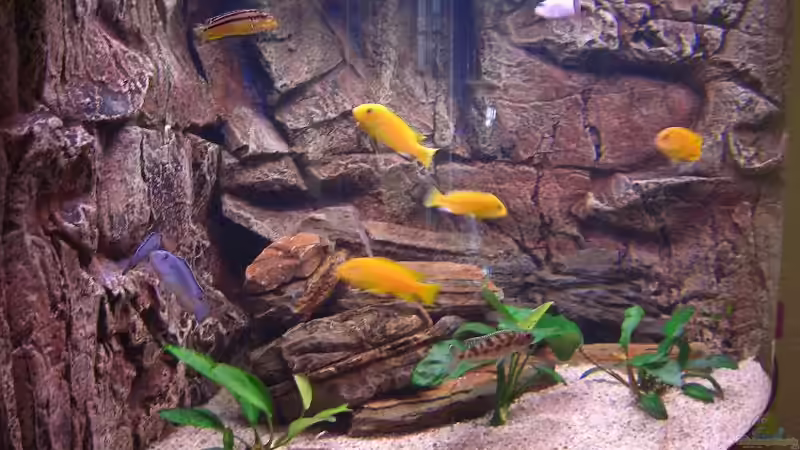 Pflanzen im Aquarium Becken 7438 von Rico Köhler (4)