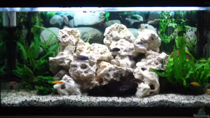 Pflanzen im Aquarium Becken 7460 von Michael Mahnken (3)