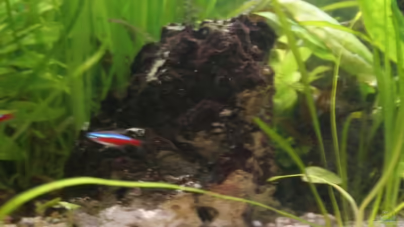 Pflanzen im Aquarium Becken 7466 von Daniel (5)