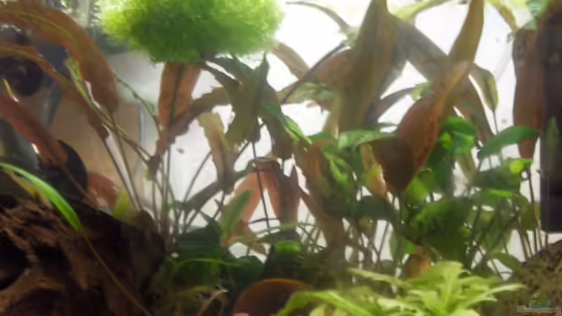 Pflanzen im Aquarium Becken 7470 von Daniel (6)