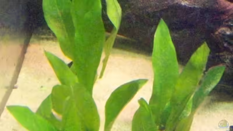 Pflanzen im Aquarium Becken 7480 von Sascha Hentrich (2)