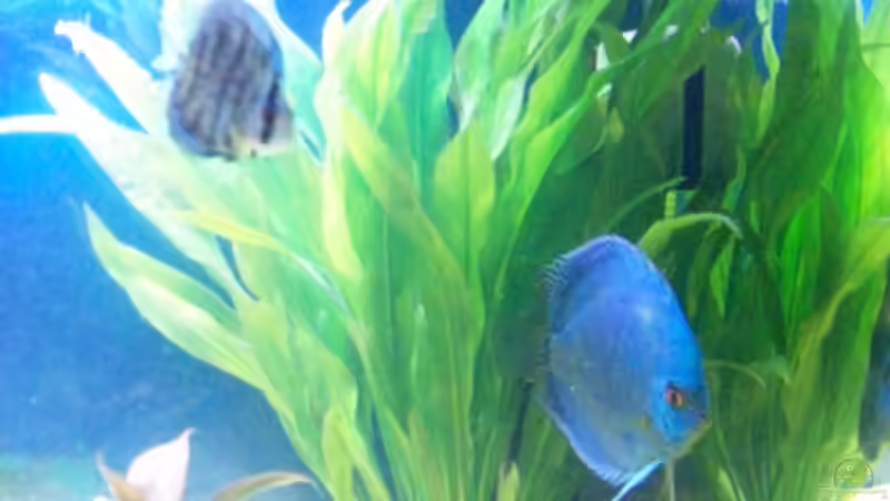 Pflanzen im Aquarium Becken 7480 von Sascha Hentrich (3)