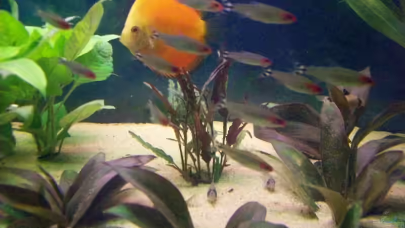 Pflanzen im Aquarium Becken 7480 von Sascha Hentrich (4)