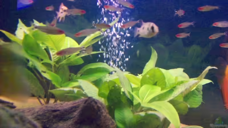 Pflanzen im Aquarium Becken 7480 von Sascha Hentrich (5)