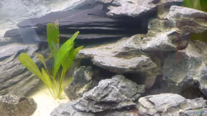 Pflanzen im Aquarium Becken 7487 von tobinord (4)