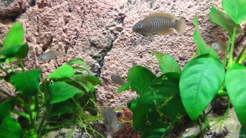 Pflanzen im Aquarium Becken 7503 von André Martin (11)