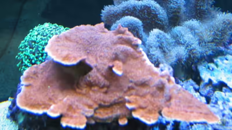 Pflanzen im Aquarium Becken 7504 von Harald Schuster (5)