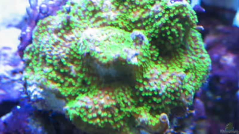 Pflanzen im Aquarium Becken 7504 von Harald Schuster (6)