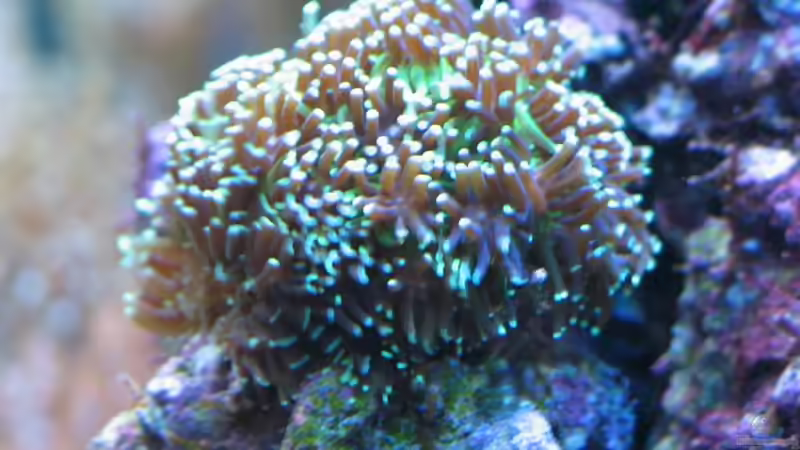 Pflanzen im Aquarium Becken 7504 von Harald Schuster (7)