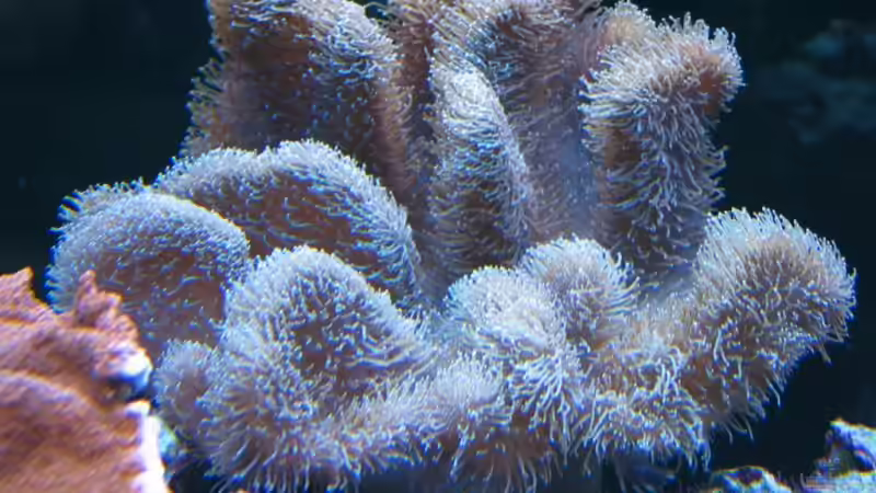 Pflanzen im Aquarium Becken 7504 von Harald Schuster (8)