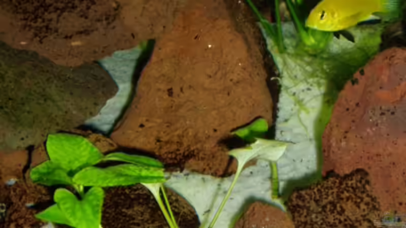 Pflanzen im Aquarium Becken 7528 von sirlasso (2)