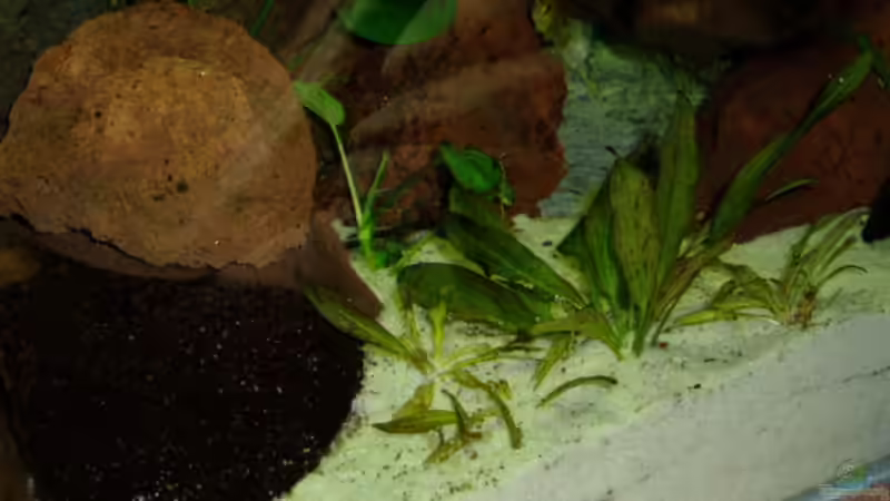 Pflanzen im Aquarium Becken 7528 von sirlasso (4)