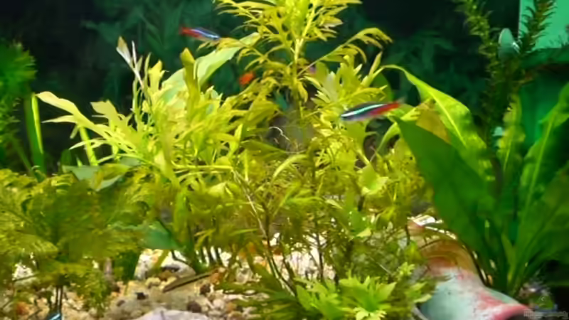 Pflanzen im Aquarium Becken 7532 von Frank Schröder (2)