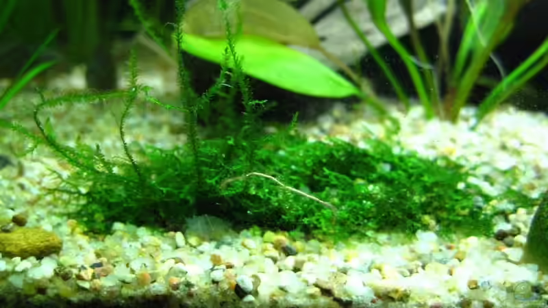 Pflanzen im Aquarium Becken 7584 von André Martin (10)