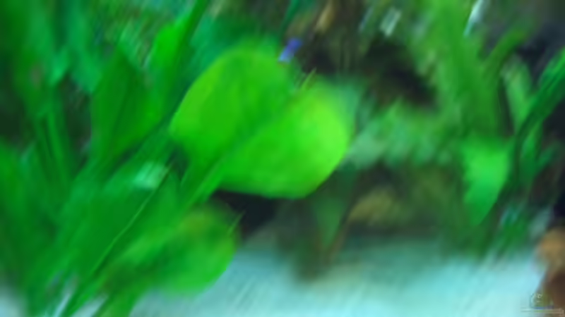Pflanzen im Aquarium Becken 7588 von Markus Gura (10)