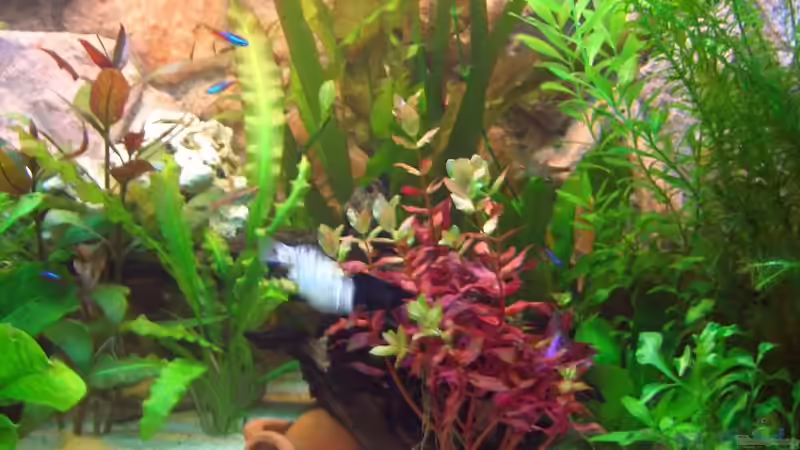 Pflanzen im Aquarium Becken 7588 von Markus Gura (11)