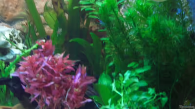 Pflanzen im Aquarium Becken 7588 von Markus Gura (8)
