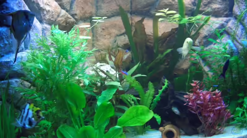 Pflanzen im Aquarium Becken 7588 von Markus Gura (9)